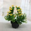 Mini simulation bonsai flower small potted plants